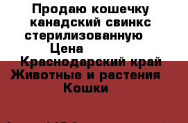 Продаю кошечку канадский свинкс стерилизованную  › Цена ­ 3 000 - Краснодарский край Животные и растения » Кошки   